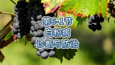 第6-1节-白粉病的诊断与防治