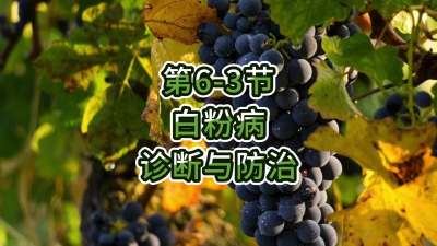 第6-3节-白粉病的诊断与防治