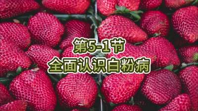 第5-1节-全面认识白粉病