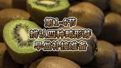 第1-4节-辨认四种畸形芽，早做补接准备