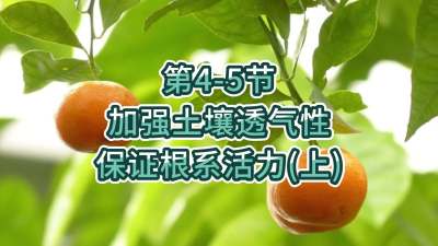 第4-5节-加强土壤透气，保证根系活力
