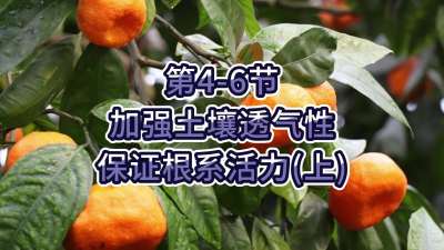 第4-6节-加强土壤透气，保证根系活力