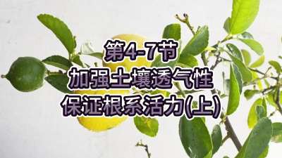 第4-7节-加强土壤透气，保证根系活力