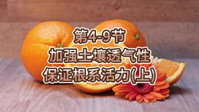 第4-9节-加强土壤透气，保证根系活力