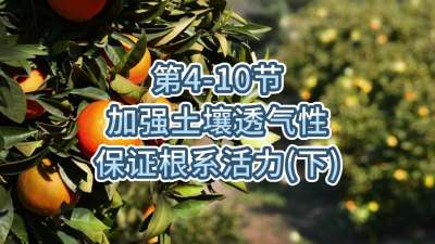 第4-10节-加强土壤透气，保证根系活力
