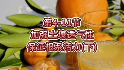 第4-11节-加强土壤透气，保证根系活力