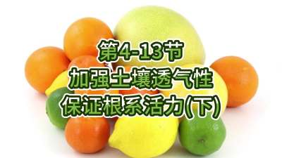 第4-13节-加强土壤透气，保证根系活力