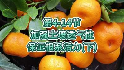第4-14节-加强土壤透气，保证根系活力