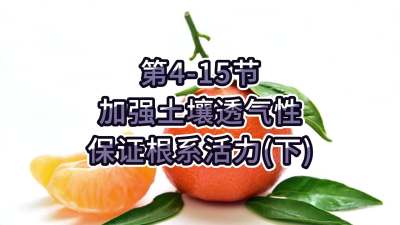 第4-15节-加强土壤透气，保证根系活力