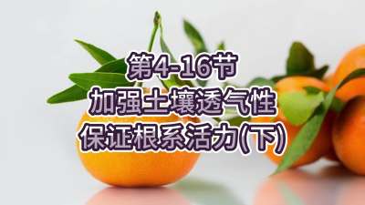 第4-16节-加强土壤透气，保证根系活力