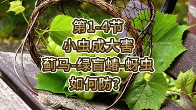 第1-4节-小虫成大害-虫害如何防？