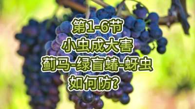 第1-6节-小虫成大害-虫害如何防？