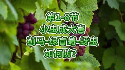 第1-8节-小虫成大害-虫害如何防？