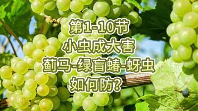 第1-10节-小虫成大害-虫害如何防？