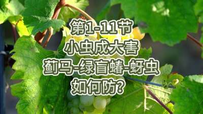 第1-11节-小虫成大害-虫害如何防？