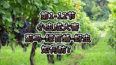 第1-12节-小虫成大害-虫害如何防？