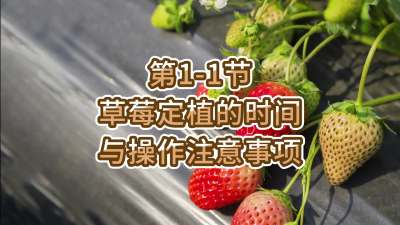 第1-1节-草莓定植的时间与操作注意事项