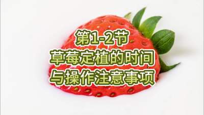 第1-2节-草莓定植的时间与操作注意事项