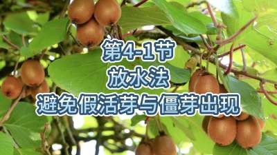 第4-1节-放水法-避免假活芽与僵芽出现