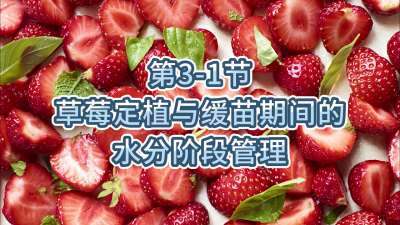 第3-1节-草莓定植与缓苗期间的水分管理