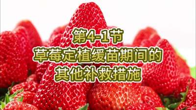 第4-1节-草莓定植缓苗期间其他补救措施