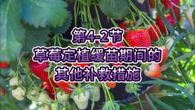 第4-2节-草莓定植缓苗期间其他补救措施