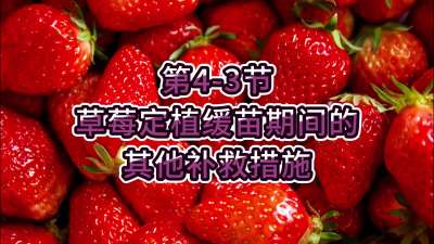 第4-3节-草莓定植缓苗期间其他补救措施