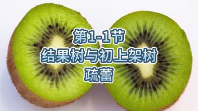 第1-1节-结果树与初上架树的疏蕾