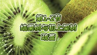 第1-2节-结果树与初上架树的疏蕾