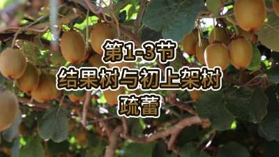 第1-3节-结果树与初上架树的疏蕾