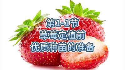 第1-1节-草莓定植前优质种苗的准备