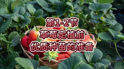 第1-2节-草莓定植前优质种苗的准备