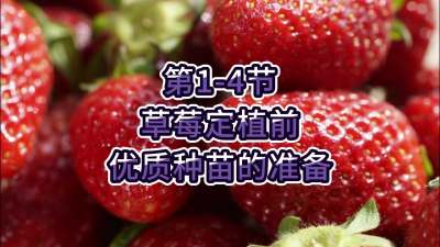 第1-4节-草莓定植前优质种苗的准备