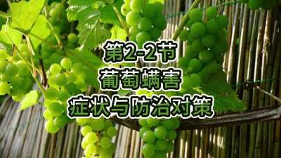 第2-2节-葡萄螨害症状与防治对策