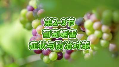 第2-3节-葡萄螨害症状与防治对策
