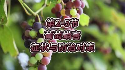 第2-5节-葡萄螨害症状与防治对策