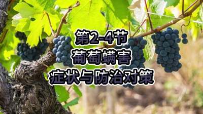 第2-4节-葡萄螨害症状与防治对策