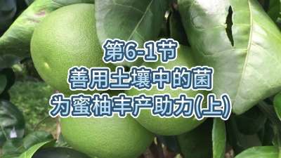 第6-1节-用土壤中的菌为蜜柚丰产助力
