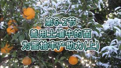 第6-2节-用土壤中的菌为蜜柚丰产助力