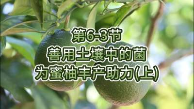 第6-3节-用土壤中的菌为蜜柚丰产助力