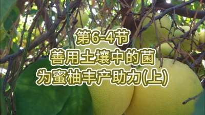 第6-4节-用土壤中的菌为蜜柚丰产助力