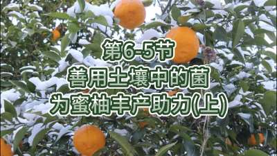 第6-5节-用土壤中的菌为蜜柚丰产助力