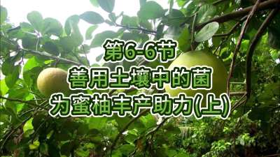 第6-6节-用土壤中的菌为蜜柚丰产助力