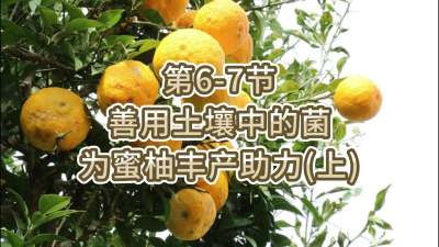 第6-7节-用土壤中的菌为蜜柚丰产助力