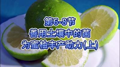 第6-8节-用土壤中的菌为蜜柚丰产助力