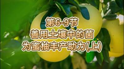 第6-9节-用土壤中的菌为蜜柚丰产助力