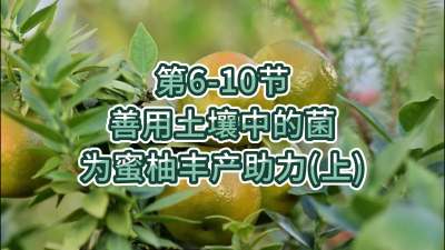 第6-10节-用土壤中的菌为蜜柚丰产助力