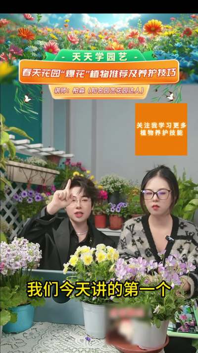 春季爆花植物推荐&mdash;&mdash;角堇