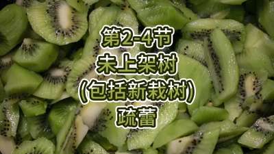 第2-4节-未上架树（包括新栽树）的疏蕾