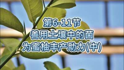 第6-11节-用土壤中的菌为蜜柚丰产助力